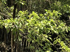 Cordia dichotoma