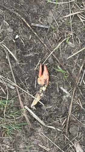 Signal Crayfish