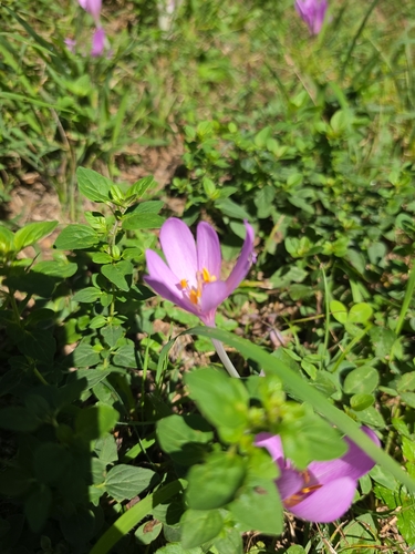 Autumn Crocus