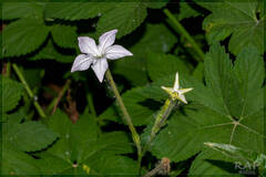 Nicotiana longiflora