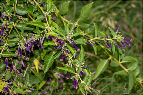 Lycium cestroides