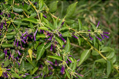 Lycium cestroides