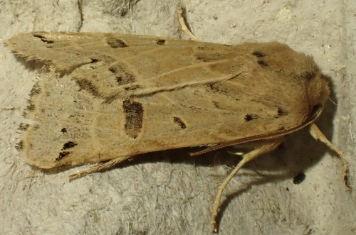 Lunar Underwing