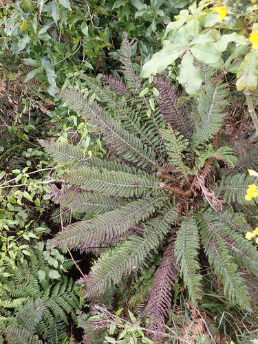 Polystichum vestitum, photograph 2