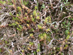 Raoulia glabra, photograph (c) Leon Perrie, some rights reserved (CC BY)