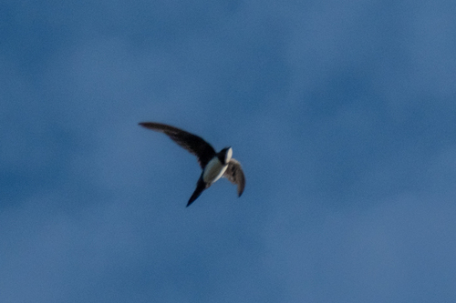 Alpine Swift