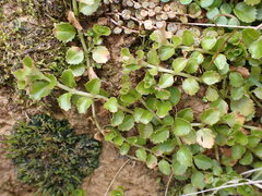 Epilobium pedunculare