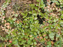 Epilobium pedunculare, photograph (c) Leon Perrie, some rights reserved (CC BY)