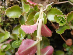 Epilobium pedunculare, photograph (c) Leon Perrie, some rights reserved (CC BY)