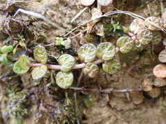 Epilobium komarovianum, photograph (c) Leon Perrie, some rights reserved (CC BY)