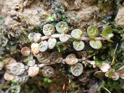 Epilobium komarovianum, photograph 4