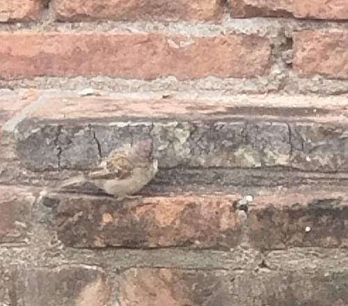 Eurasian Tree Sparrow