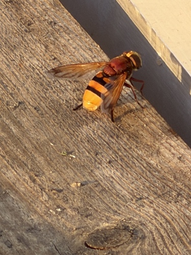 Hornet Mimic Hover Fly