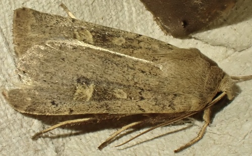 Square-spot Rustic