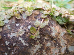 Epilobium komarovianum