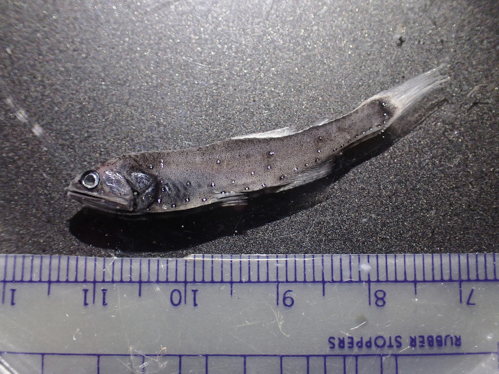 Mexican Lampfish