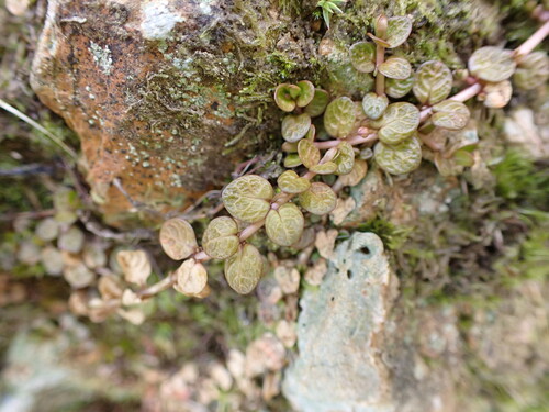 Epilobium komarovianum, photograph 1