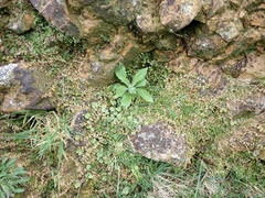 Epilobium komarovianum, photograph (c) Leon Perrie, some rights reserved (CC BY)
