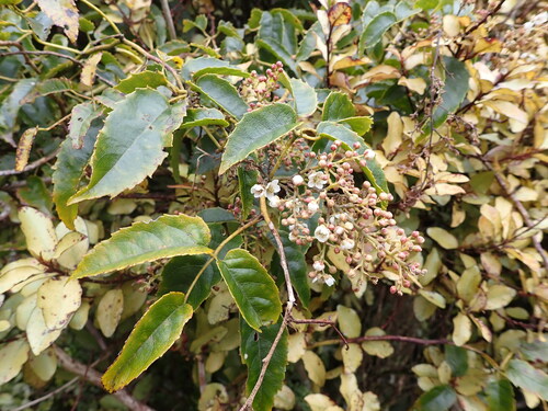 Rubus cissoides, photograph 6