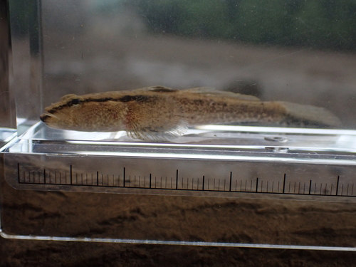 Psammogobius biocellatus observed 2026-09-01