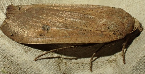 Large Yellow Underwing