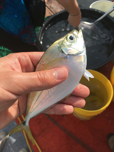 Chloroscombrus chrysurus