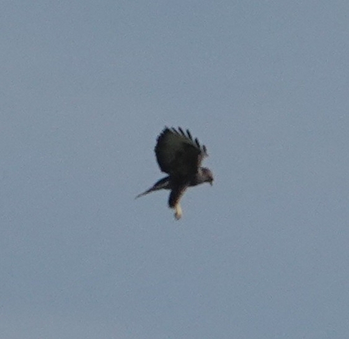 Common Buzzard