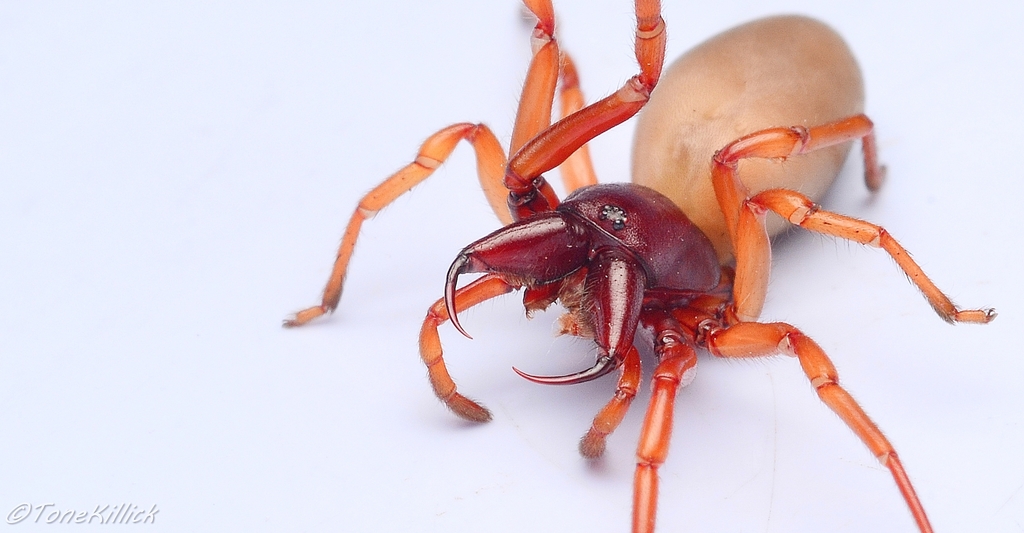 Woodlouse spider (Dysdera crocata)