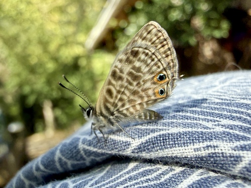 Lang's Short-tailed Blue