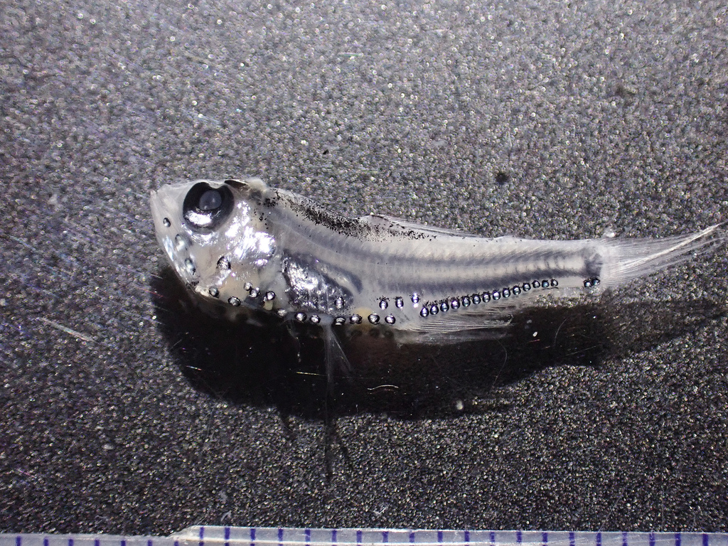 California Flashlightfish