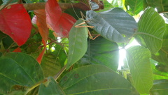 Onomarchus uninotatus