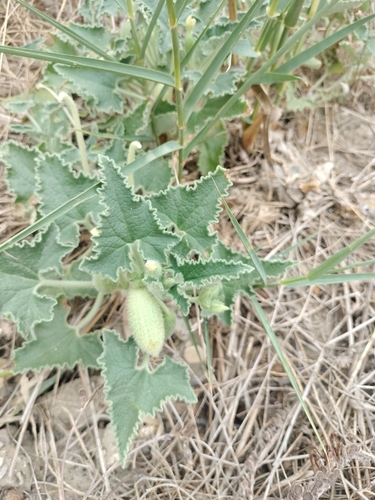 squirting cucumber