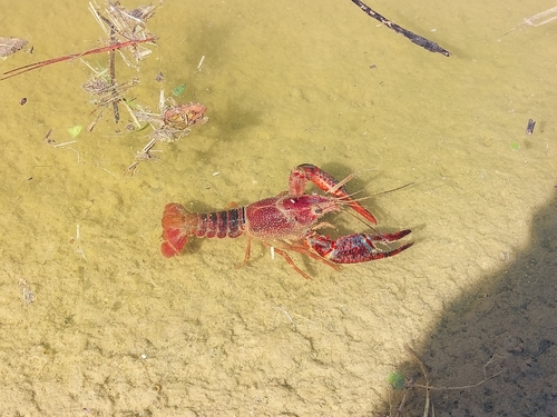 Red Swamp Crayfish