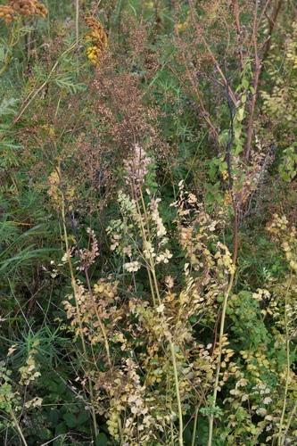Наблюдение на iNaturalist