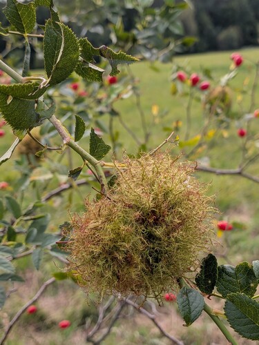 Mossy Rose Gall Wasp