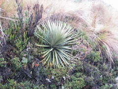 Puya clava-herculis
