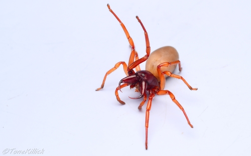 Photo of Woodlouse Spider (Dysdera crocata)