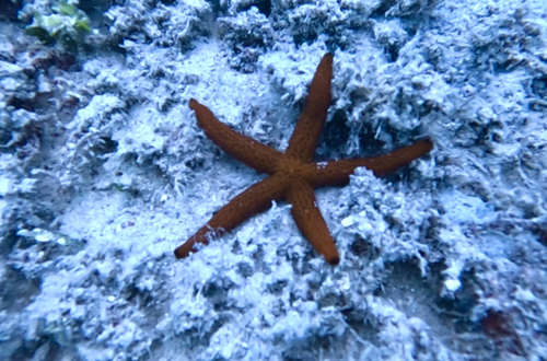 Mediterranean Red Sea Star