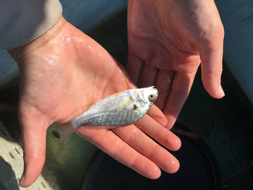 Leiostomus xanthurus