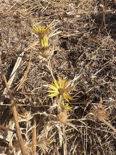 Carlina racemosa