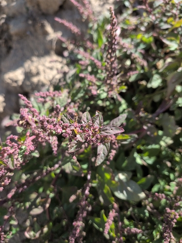 Many-seeded Goosefoot