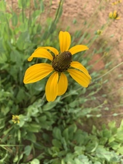 Rudbeckia maxima