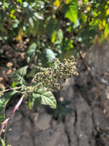Eurasian maple-leaved goosefoot