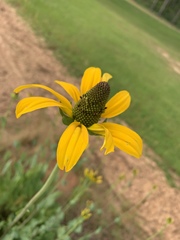 Rudbeckia maxima