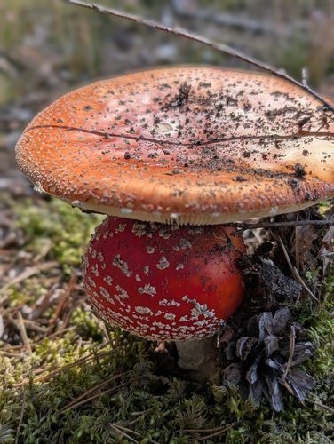Fly Agaric