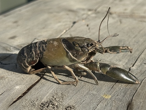 Common Yabby