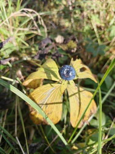 Herb Paris