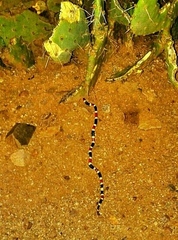 Micruroides euryxanthus