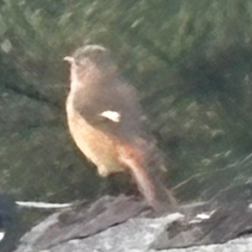 Daurian Redstart
