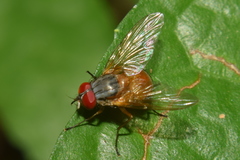Dichaetomyia